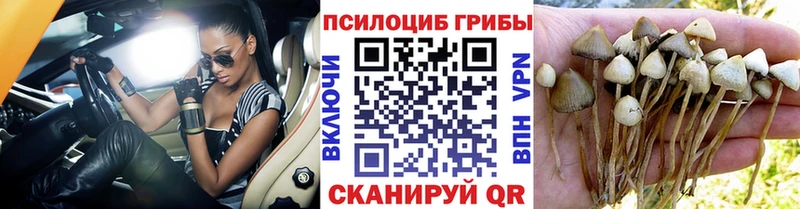 купить наркоту  Ноябрьск  Псилоцибиновые грибы Psilocybe 
